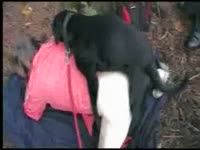 Black k9 dog sex outdoors